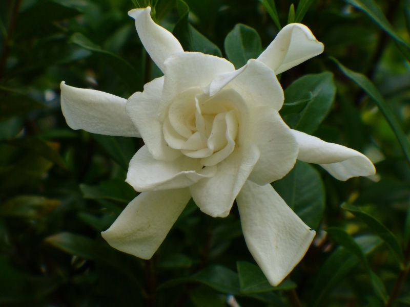 August Beauty Gardenia,Gardenia jasminoides 'August Beauty', copyright � almostedenplants.com